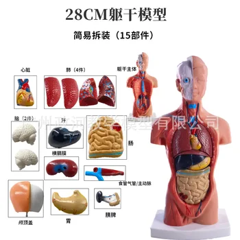 Модель человека 28 см Туловище Анатомическая Модель внутренних Органов Человека Медицинские Учебные Пособия Структура Системы органов Туловище