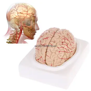 Разобранная Анатомическая Модель Человека Медицинский Учебный инструмент по Анатомии